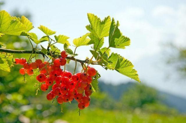 Gapphof Villa Reith bei Seefeld Ngoại thất bức ảnh